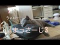 まっさーじ 3 (Massage 3) (ロシアンブルー RussianBlue)