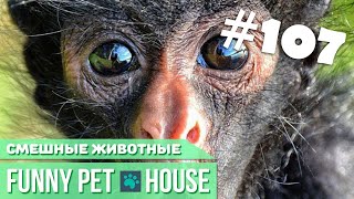 СМЕШНЫЕ ЖИВОТНЫЕ И ПИТОМЦЫ 107 СЕНТЯБРЬ 2019 | Funny Pet House