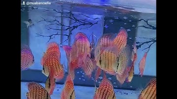 cá đĩa chỉ đỏ/ cá đĩa đẹp/ cá đĩa giá rẻ