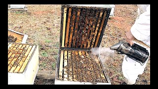 Equalizing Bee Colonies for Swarm Control and Increased Honey Production