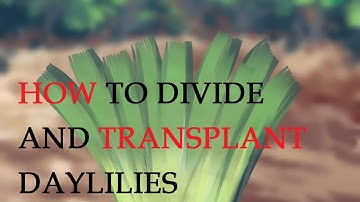 How to Divide and Transplant Daylilies