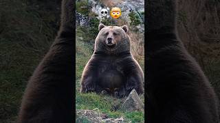 Animal Wild Transformation🤯#animaljourney #fyp #animals