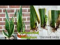 การขยายพันธุ์ต้นลิ้นมังกร - how to propagate mother- in-law's tongue ( snake plant "Laurentii")