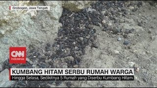 Ribuan Kumbang Hitam Serbu Rumah Warga