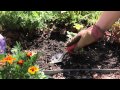 How to Transplant Marigolds : Grow Guru