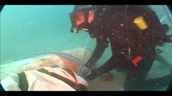 Navy EOD -- Explosive Ordnance Disposal - YouTube