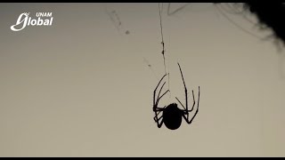 El canibalismo de la araña Capulina - UNAM Global