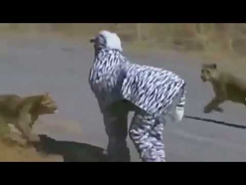 Shot On iphone MEME Zebra