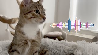 This sound will get your cat's attention