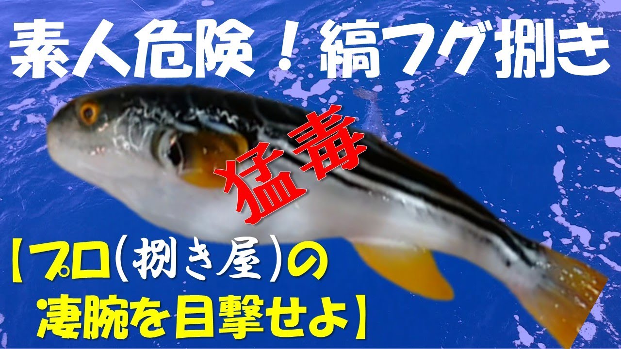 調理 シマフグ 素人危険 が釣れたので 捌き屋さん雅々丸水産 に持ち込んで捌いてもらいました Youtube