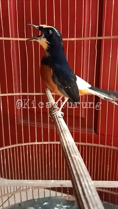Burung murai batu langka kepala warna emas gacor memanggil lawan #shorts #gacor #viral #burung #bird