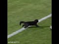 Black cat runs on field and scores a goal