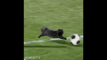 Black Cat Runs On Field AND SCORES A GOAL Black Cat Runs On Field AND SCORES A GOAL