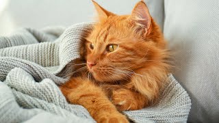 Healing Music For Stressed Cats  Music Thats Give COMFORT To Your Cats | Anxiety Relief, Deep Sleep