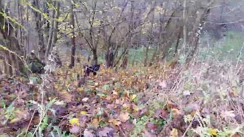 Myśliwy z koła łowieckiego nagrał kłusownika