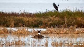Mississippi River Flyway Cam. Eagle has food, everybirdy wants it - explore.org 10-23-2021