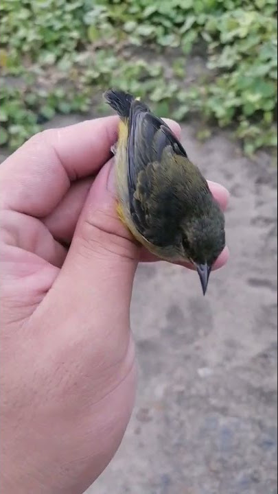 female fire flower chili bird