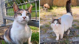 Feeding Street Cats  One by One 4K