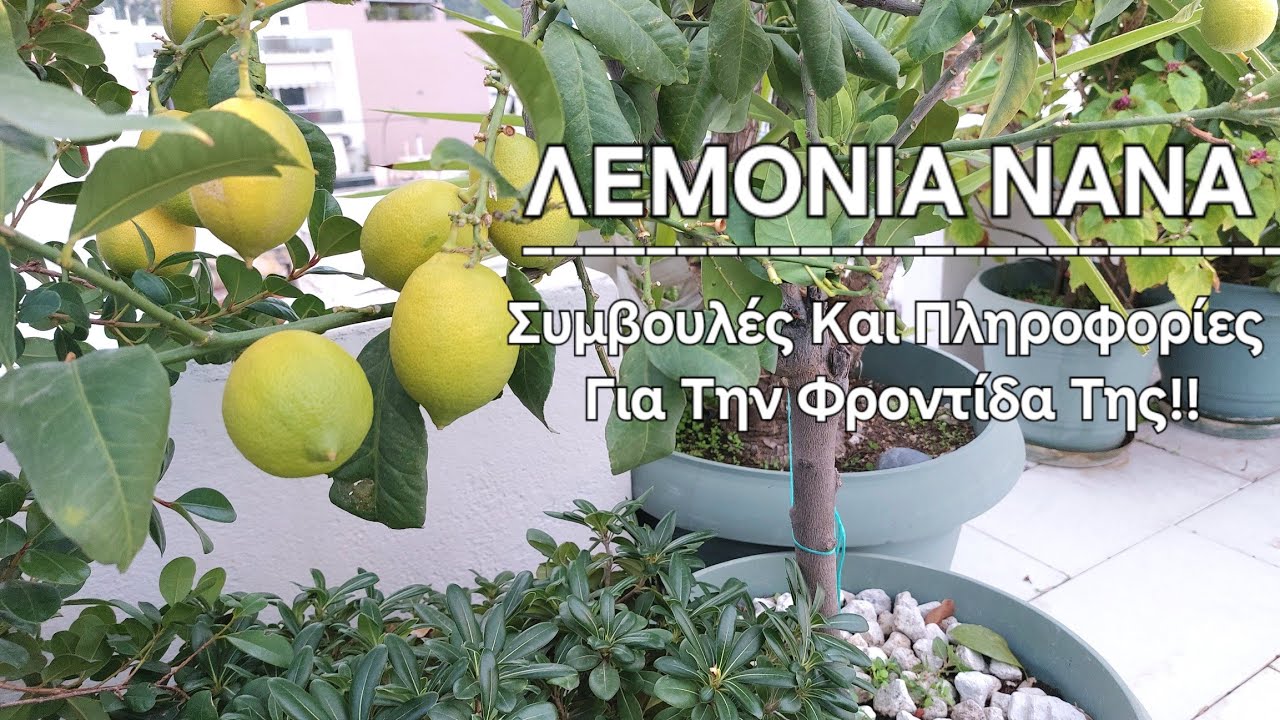 ΛΕΜΟΝΙΑ ΝΑΝΑ ΠΟΛΥΦΟΡΗ : Συμβουλές Και Πληροφορίες Για Την Φροντίδα Της!!