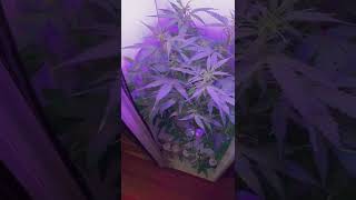 Grobo Journey Blue Dream marijuana  plant update .progress continues