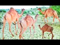 4 camel runing in desert  camel jump  thar desert  camel of thar