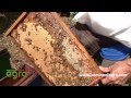 Producción de Cera de Abejas y su Aprovechamiento -Apicultura- TvAgro por Juan Gonzalo Angel