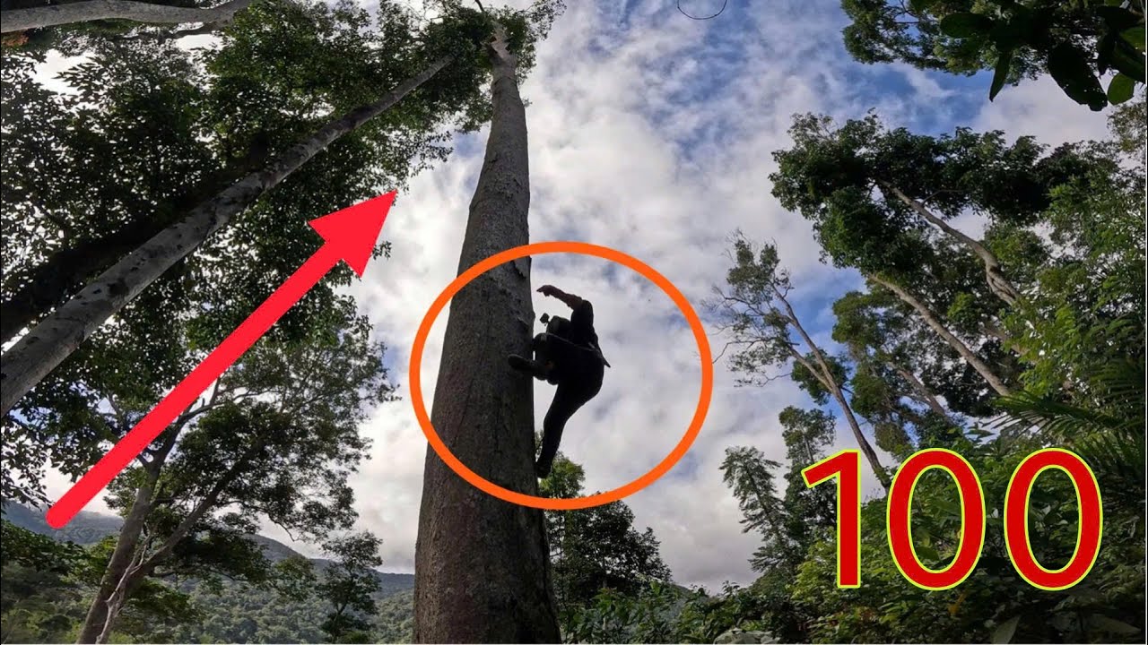 Dangerous Wild Honey Harvest on a Massive Ancient Tree – One Mistake Can Be Fatal