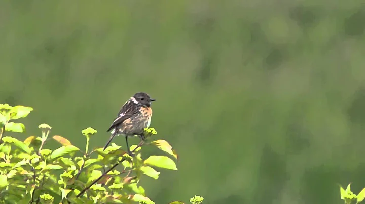 Saxicola rubicola female singing