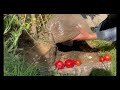 ABONANDO ARBOL DE PAPAYA