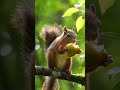 34 #loveanimalworld #squirrel #animallife #eating #world #animals