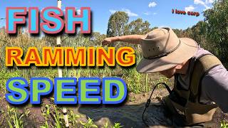 Getting ASSAULTED by a FISH whilst sitting in a SWAMP - PhD research and exploration