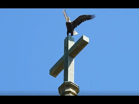 New York City Resident Bald Eagle Showcase Reel