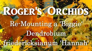 Re-Mounting a 'Biggie' - Dendrobium friedericksianum 'Hannah'