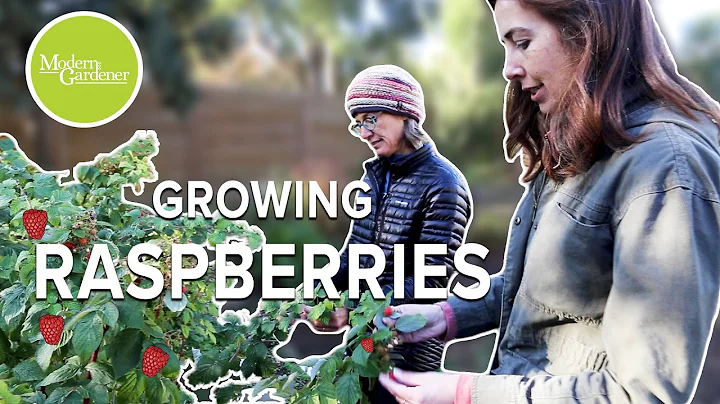 Tips for Growing Raspberries with Ashley Patterson