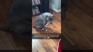 I Thought I Was Part Of The Family   Dog Probably 