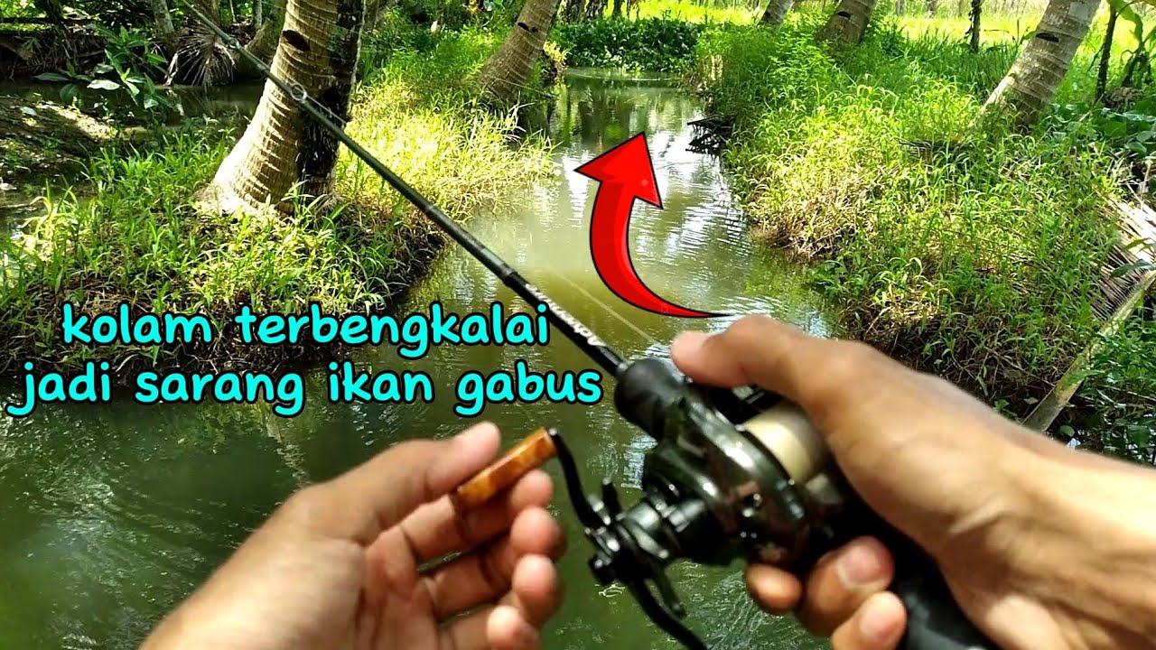 casting haruan di kolam ikan terbenkalai‼️ jadi sarang ikan gabus❗️ casting | baitcasting