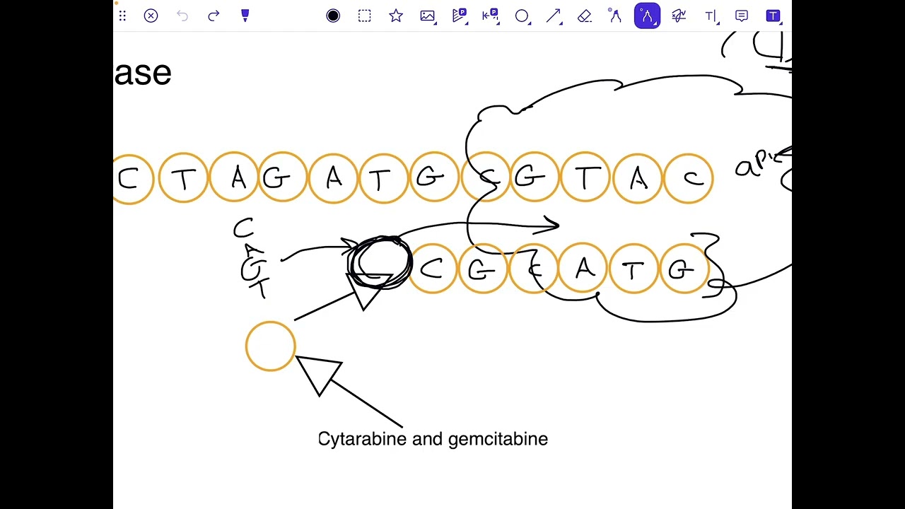 Pharmaceutical chemistry(Cytarabine and gemcitabine)عضوية وزاري مرحلة رابعة