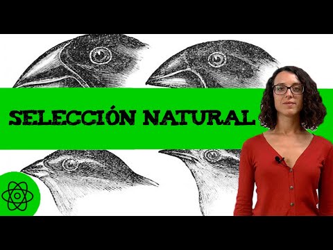 Vídeo: Què és la selecció direccional?