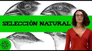 ¿Qué es la selección natural y cuáles son sus características?