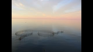 Waves of Stillness | A Meditation on Contemplative Ecology