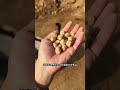 #People collect special pure clay for cooking food#4af4b