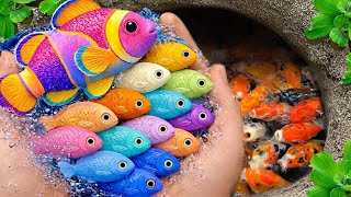 I get colorful ornamental fish in tiny pond, baby turtle, goldfish, platy fish, betta fish, eel,koi🐠