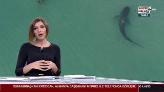 Köpek Balığı ,Haberi