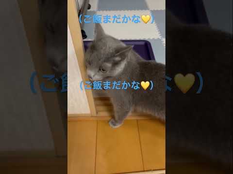 ご飯が待ち遠しくてブヒブヒ鳴く猫（ロシアンブルー）#shorts