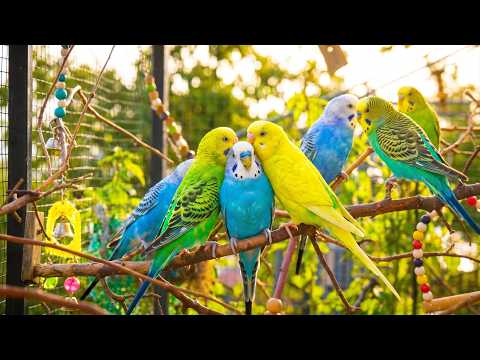 Can Piano Music Cure Lonely Budgies? 🎹🥺