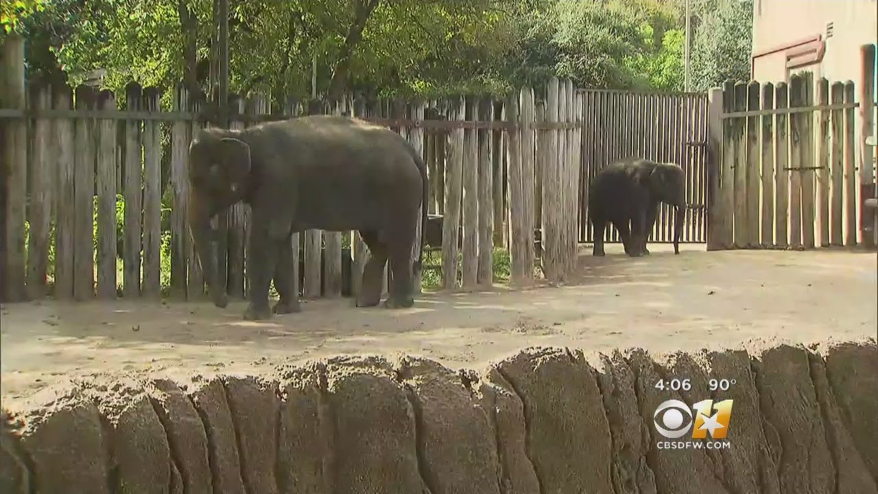 Fort Worth Zoo Planning Major Renovation Projects