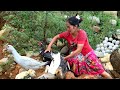 Three wild ducks caught by a woman near foothills of the rock - She cooks wild duck eggs for her pet