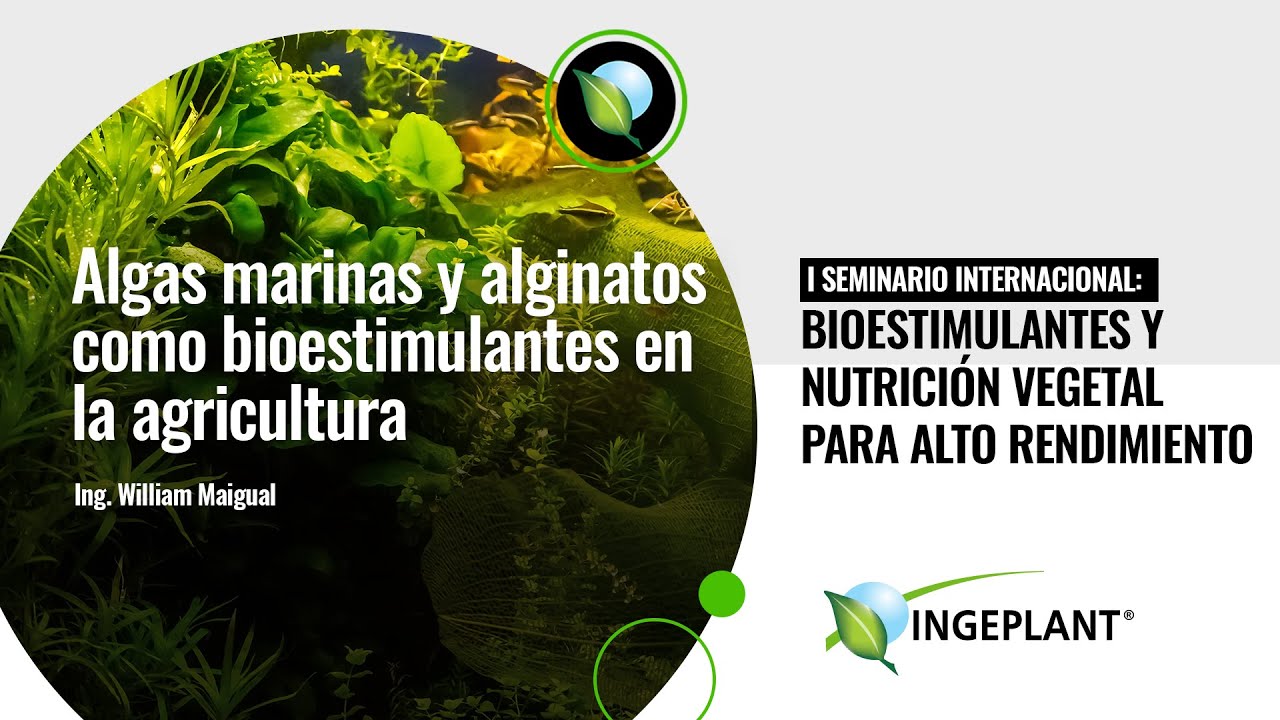 Algas marinas y alginatos como Bioestimulantes en agricultura