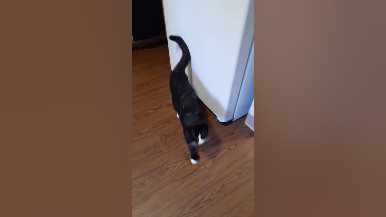 Gangster cat with durag YouTube(03)