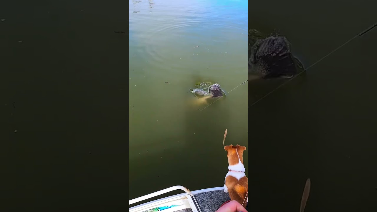 How big was this Murray Cod?? 